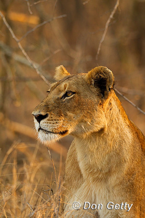 Lion_Z2F5046