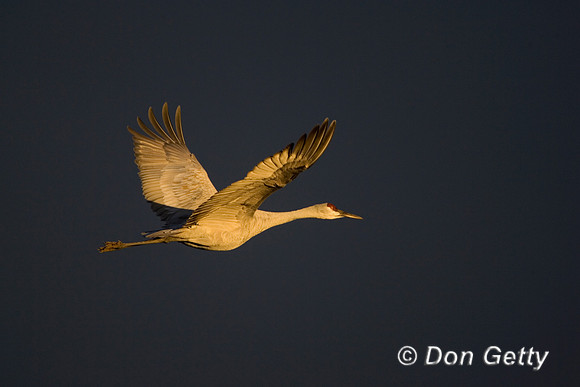 Sandhill Crane