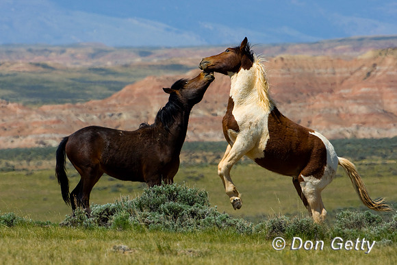 Horse_D4B8820