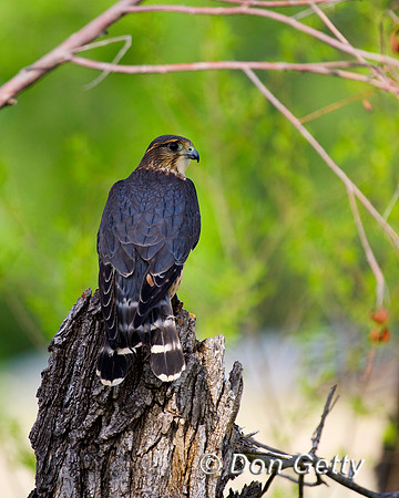 Merlin_D4B7970