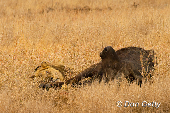 Lion_Z2F7903
