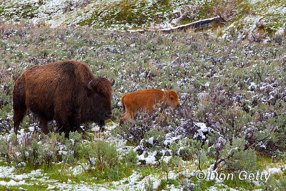 BisonIMG_0785