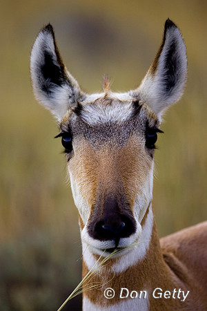 Pronghorn
