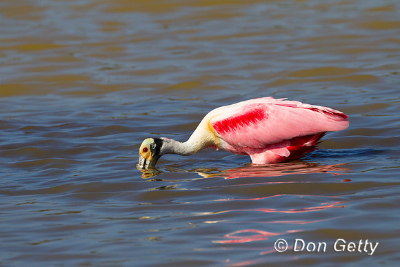 Spoonbill_Z2F0109