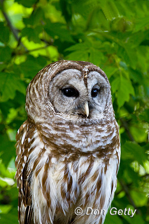 Owl_Bard_D4B9414