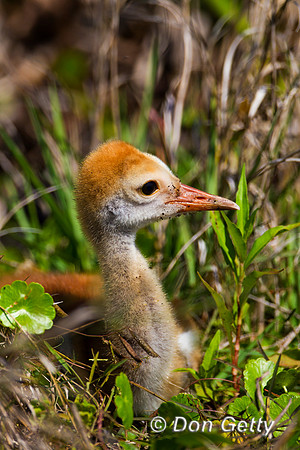 Sandhill Crane
