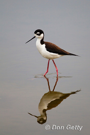 Stilt_BN_Z2F2296