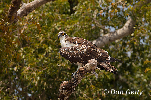 Osprey_Z2F3717