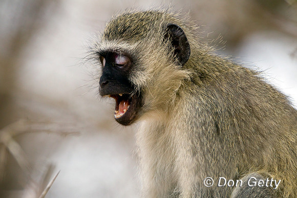Monkey_BFV_Z2F4514