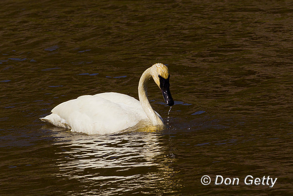Swan_Tr_Z2F4389