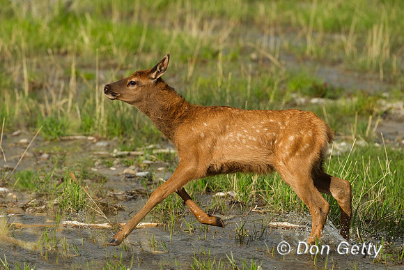 Elk_BZ2F5140