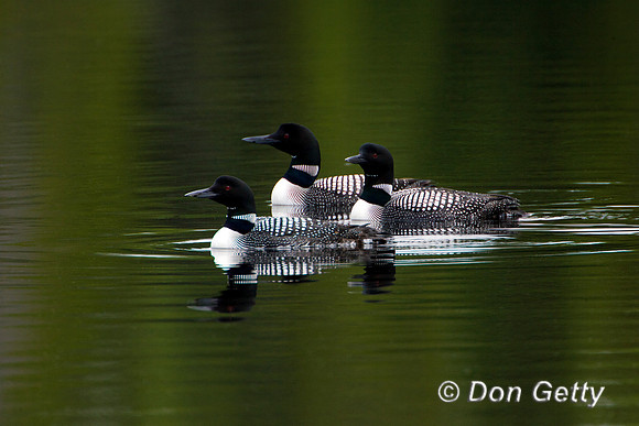 Loon_Common_R8D5828