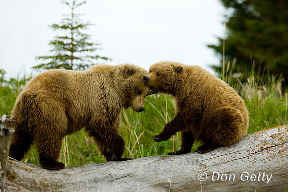 Brown Bear