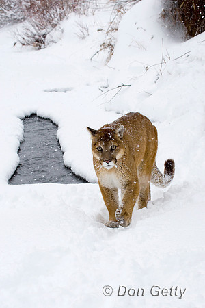 Mt_Lion_D4B3205