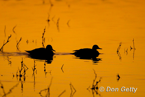 Pintail_N_Z2F2372