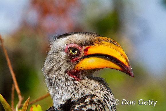 Hornbill_SYB_MG_3857