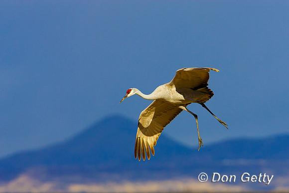 Sandhill Crane