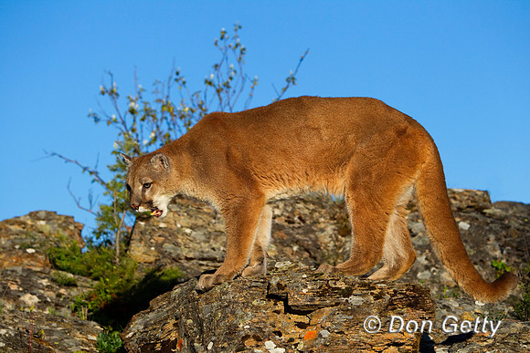 Mt_Lion_BZ2F1955