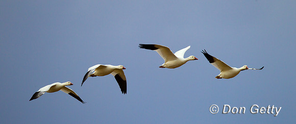 Snow Goose