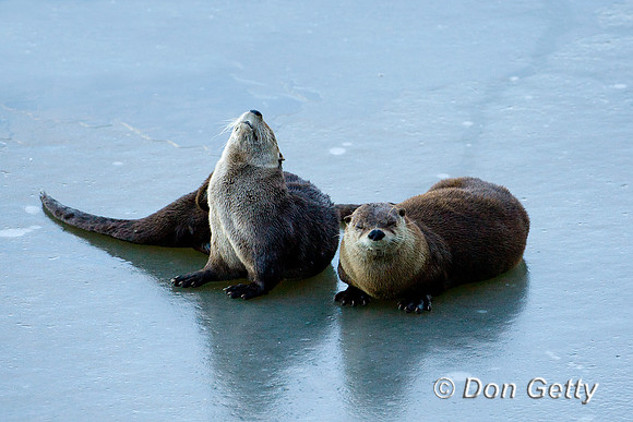 River Otter