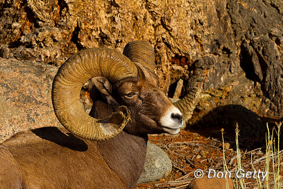 Sheep BH_Z2F4686