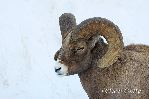 Bighorn Sheep
