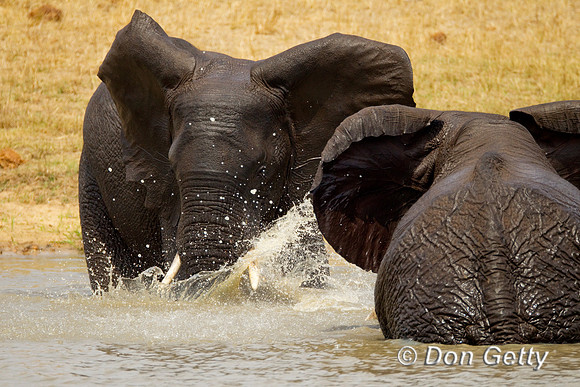 Elephant_Z2F4718