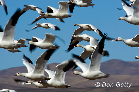 Snow Goose