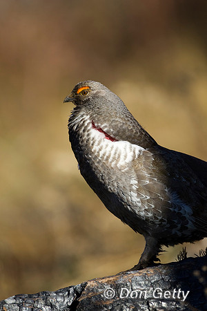 Grouse_Blue_R8D3013