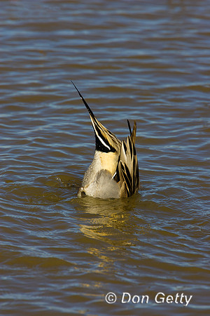 Pintail_N_R8D1388