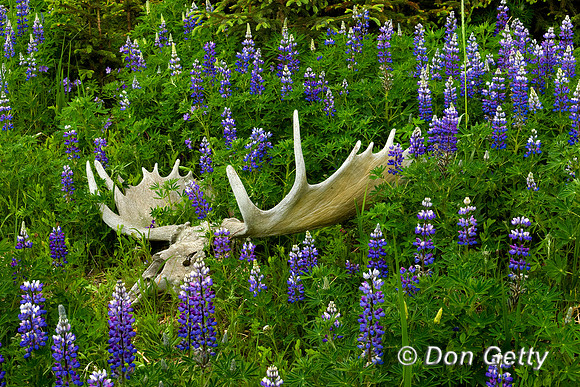 Moose_Ant_D4B2432
