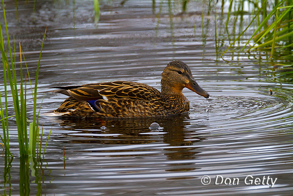 Mallard_MG_4703