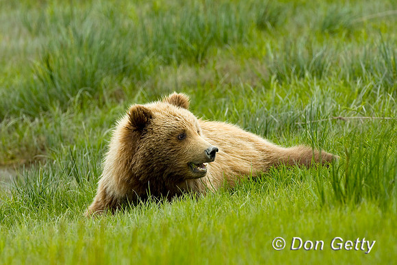 Brown Bear