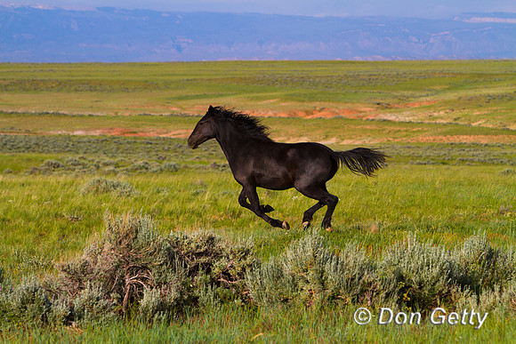Horse_MG_8431