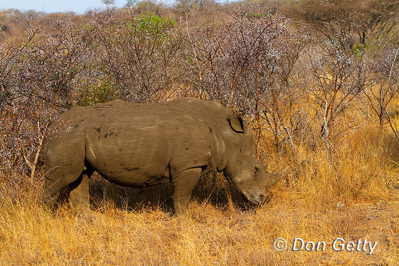 Rhino_W_MG_3992