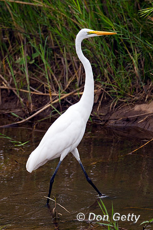 Egret_Grt_Z2F4438
