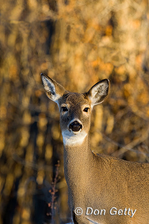 Deer_WtTl_D4B9058