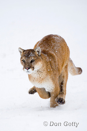 Mt_Lion_D4B2977