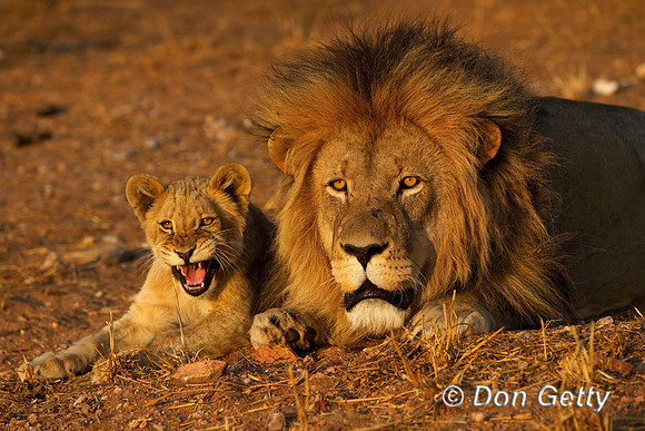 Lion_Z2F2860