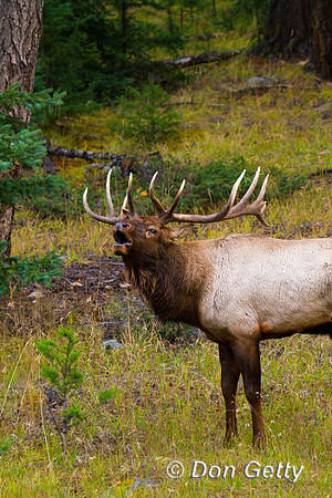 Elk_MG_8899