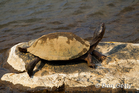 Terrapin_Z2F5595