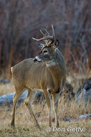 Deer_WtTl_D4B9074