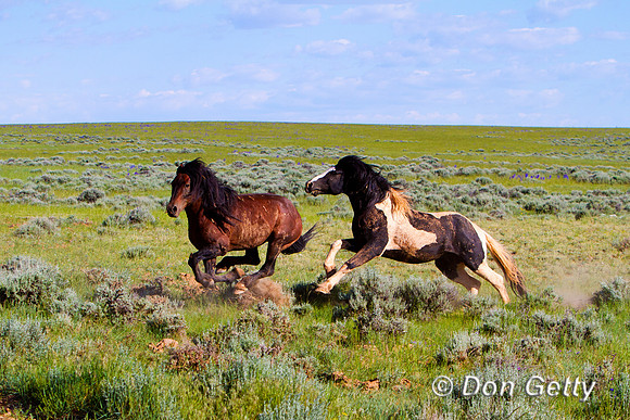 Horse_MG_8267