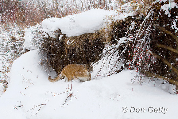 Mt_Lion_D4B3168