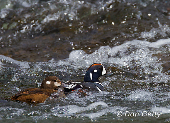 Harlequin Duck