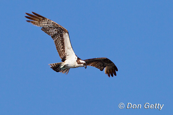 Osprey_Z2F0502