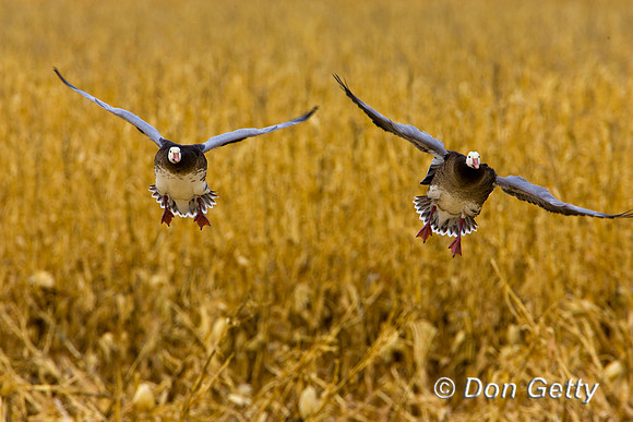 Snow Goose
