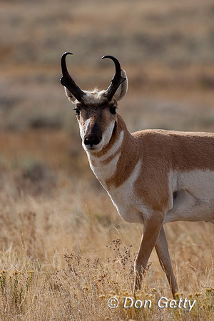 Pronghorn