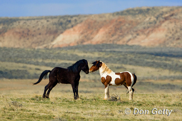 Horse_D4B6942