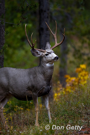 Deer_Mule_R8D6771